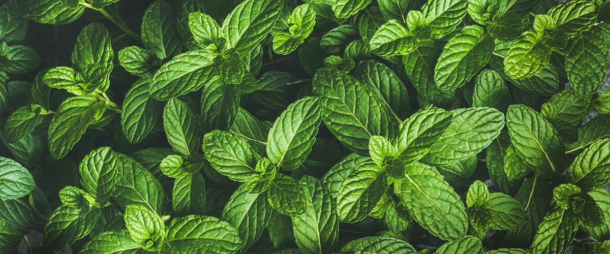 Transform Your Facility with Aromatherapy